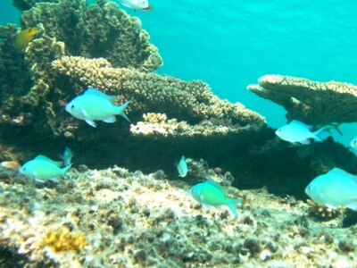 宮古島の珊瑚礁と魚
