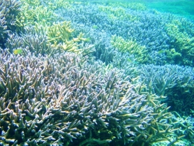 宮古島のサンゴ礁