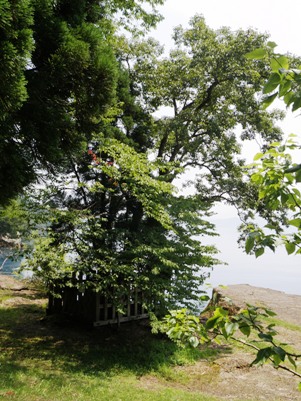 田沢湖　御座石の七色木
