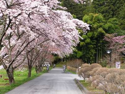 中尊寺の桜